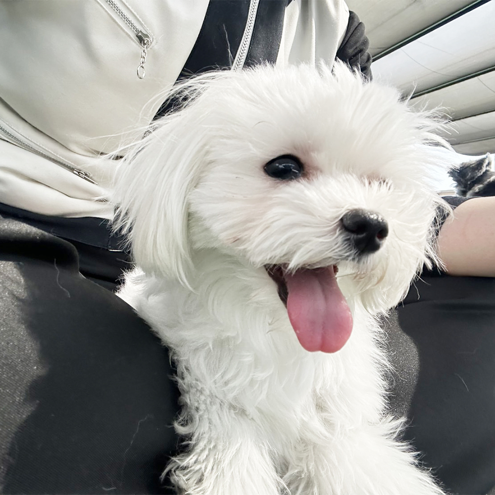 生徒が撮影してくれたモデル犬☆①